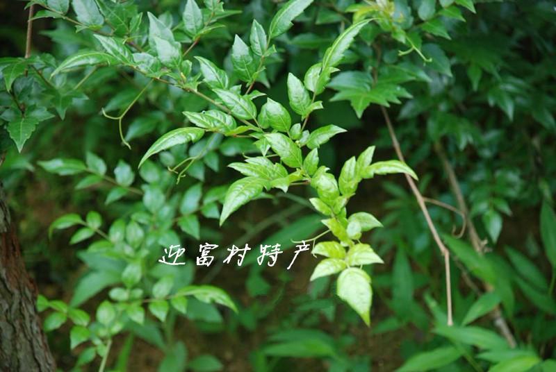 福建嫩芽富硒茶