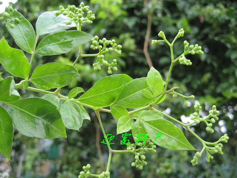 福建嫩芽富硒茶