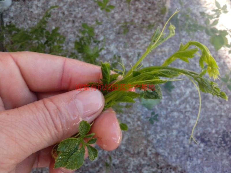 福建嫩芽富硒茶