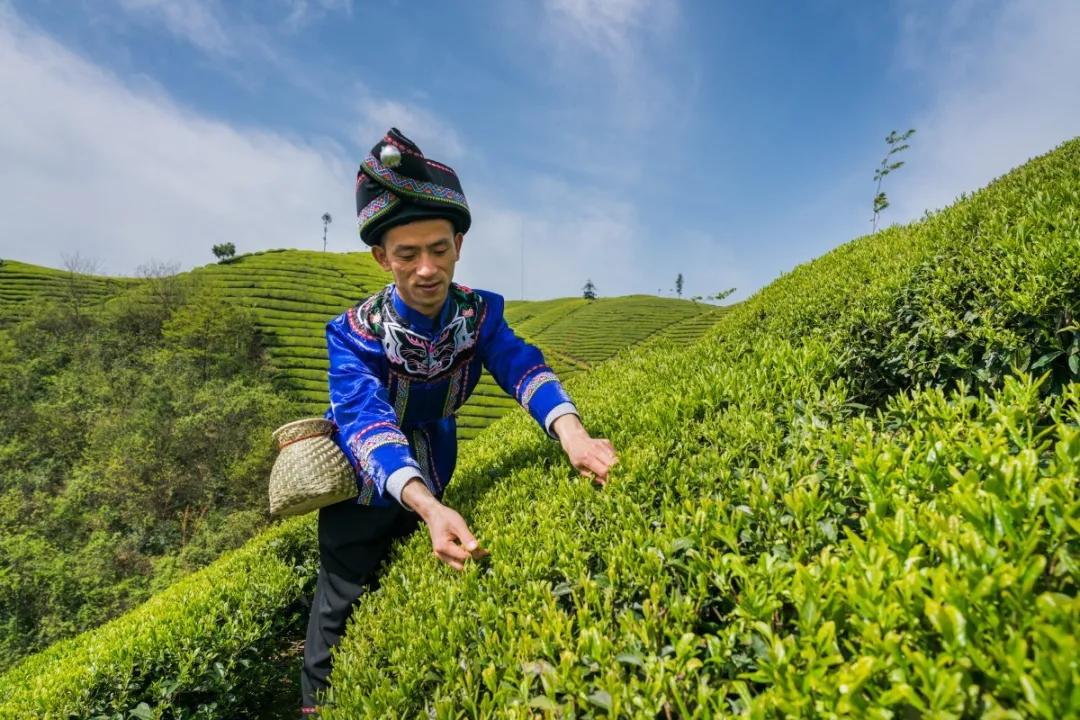 土家富硒茶特价