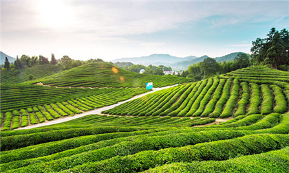 土家富硒茶特价