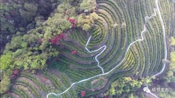 贵州毕节富硒茶