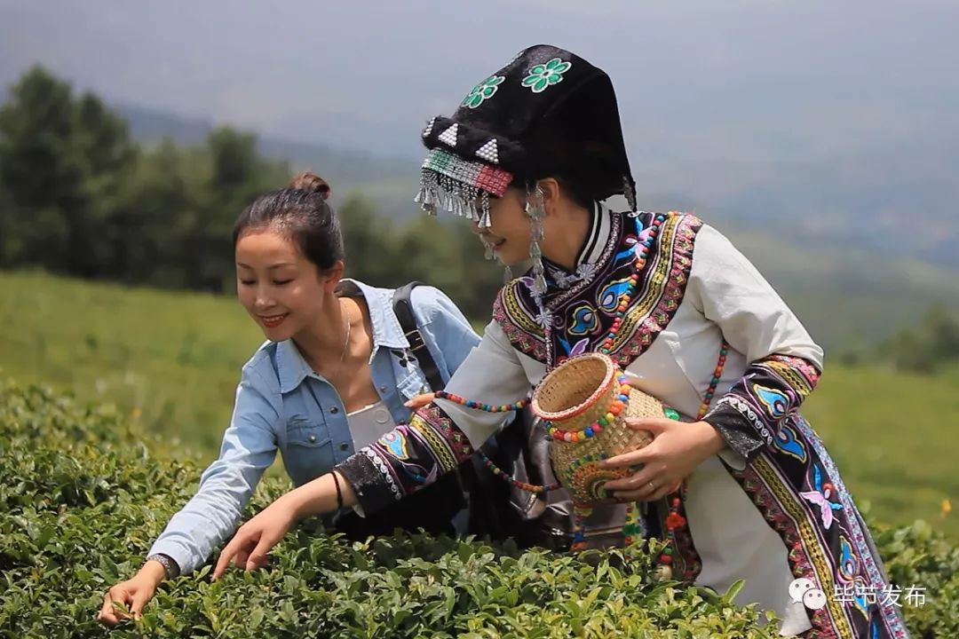 贵州毕节富硒茶