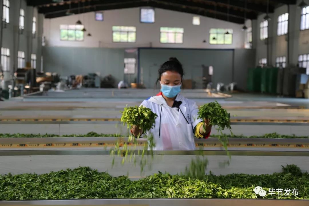 贵州毕节富硒茶