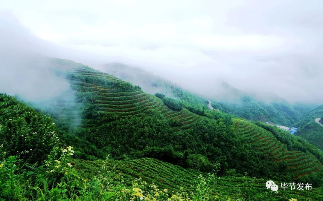 贵州毕节富硒茶