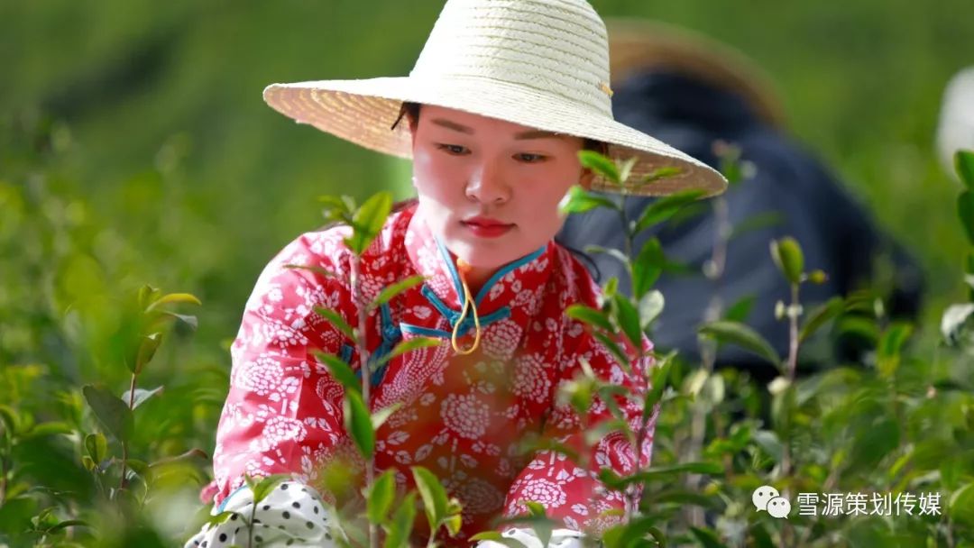 富硒茶线上销售