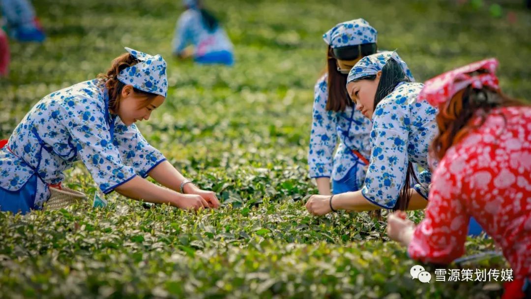 富硒茶线上销售