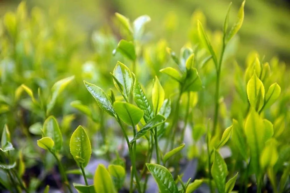 富硒茶冲泡颜色