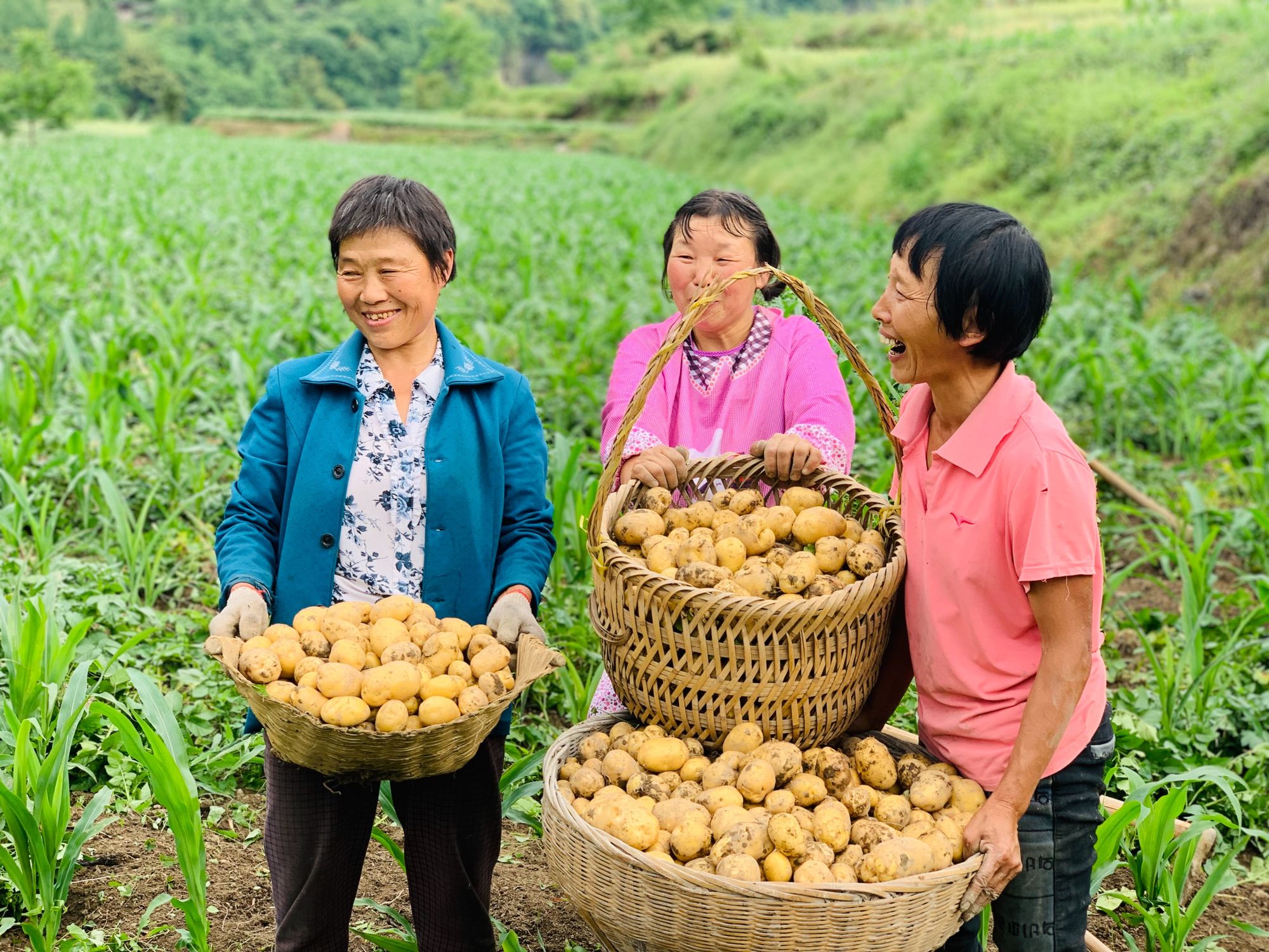 北京富硒桑叶茶