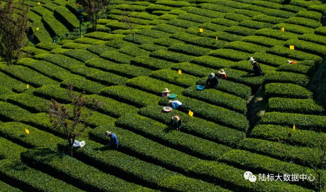 玉露恩施富硒茶