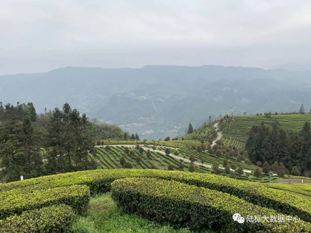 玉露恩施富硒茶