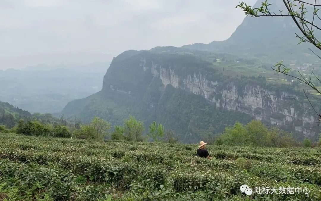 玉露恩施富硒茶