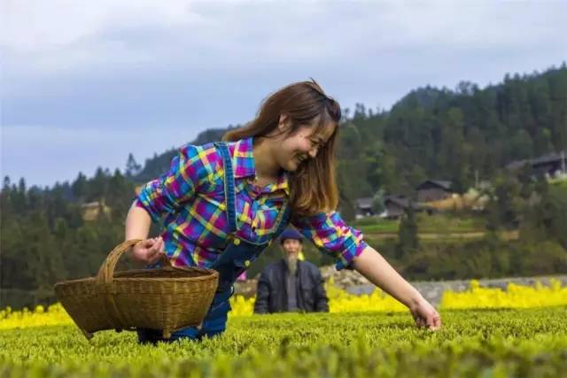 玉露恩施富硒茶