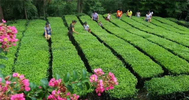 玉露恩施富硒茶