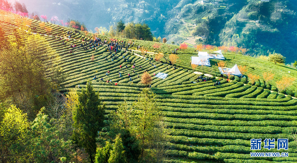 富硒茶种植基地