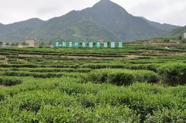 富硒茶种植基地