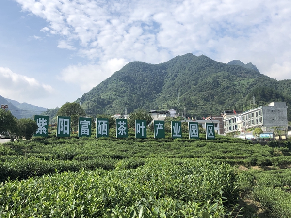 富硒茶种植基地