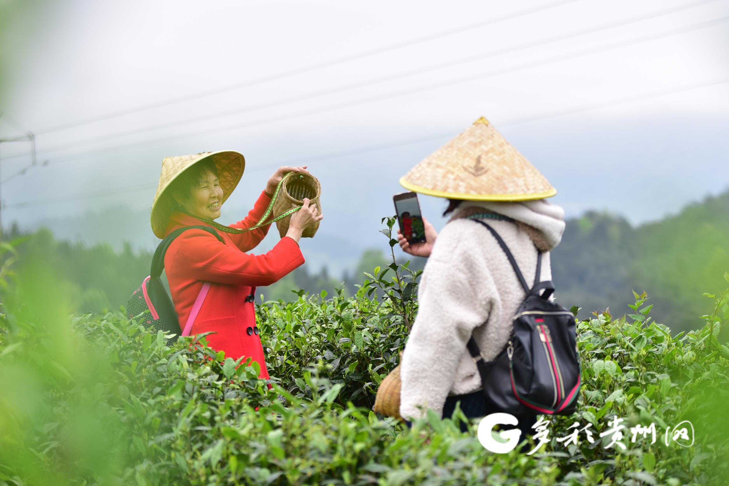 安康高山富硒茶