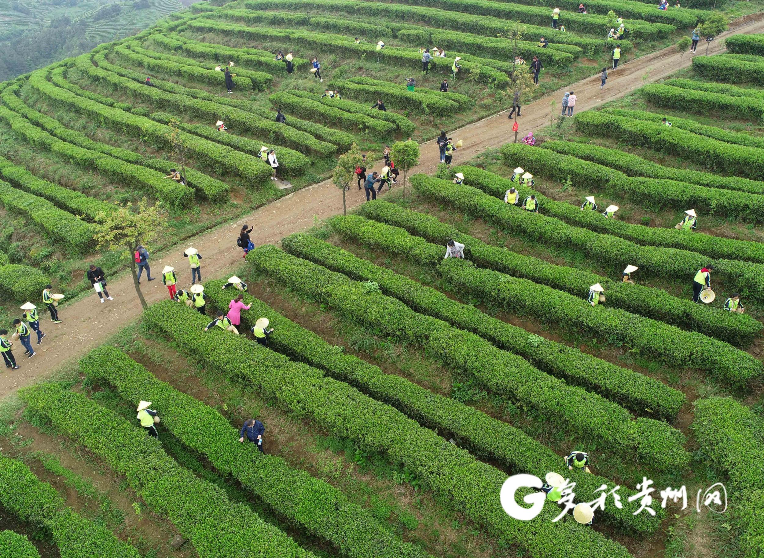 安康高山富硒茶