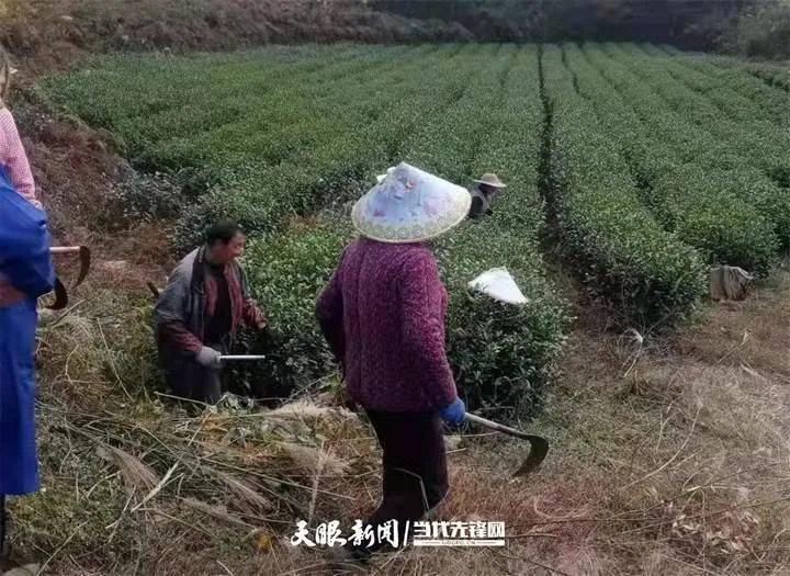 开阳富硒茶直播