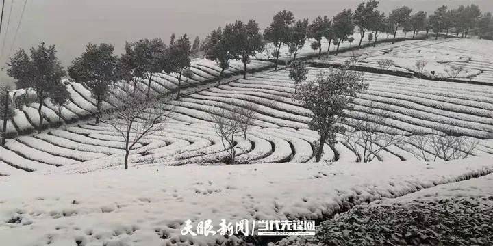 开阳富硒茶直播