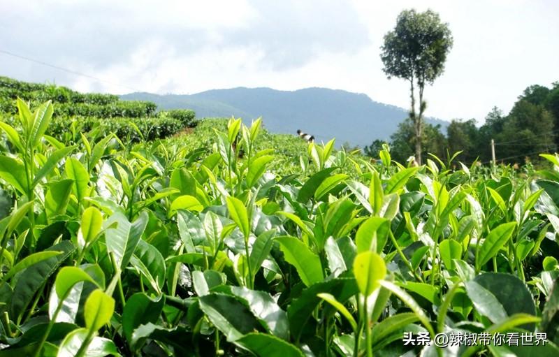 石台富硒茶味道