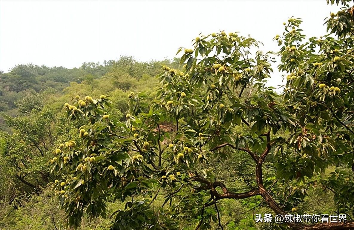 石台富硒茶味道