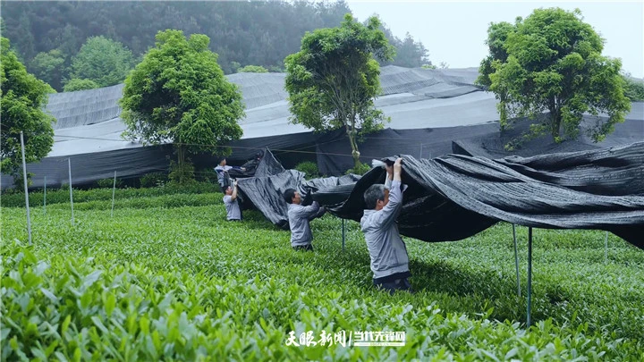 云南富硒黄金茶