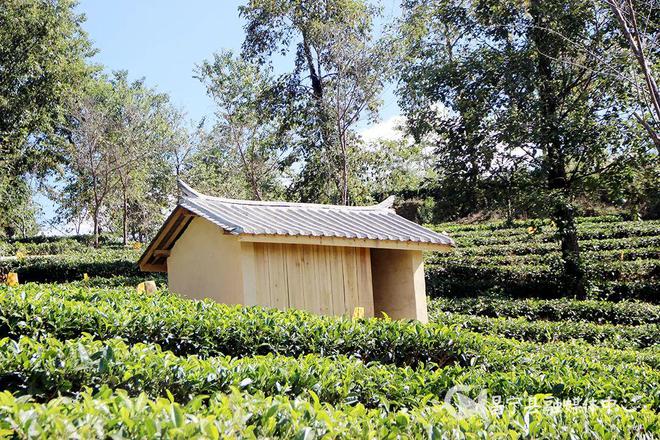 云南富硒茶产地