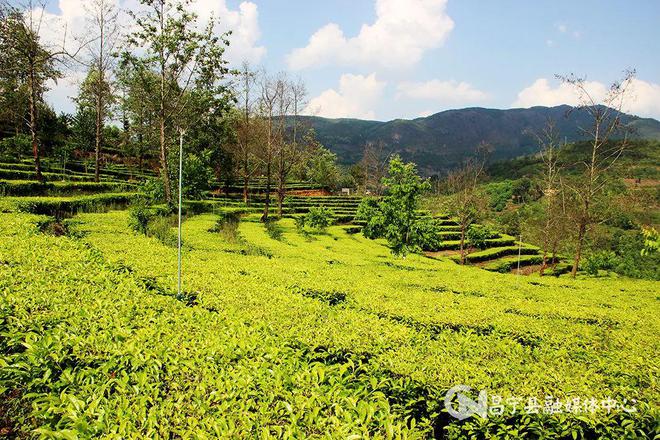 云南富硒茶产地