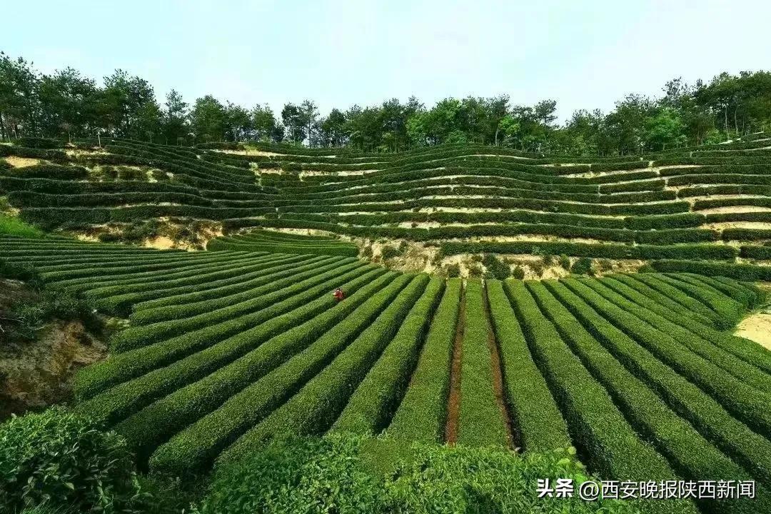 西安特产富硒茶