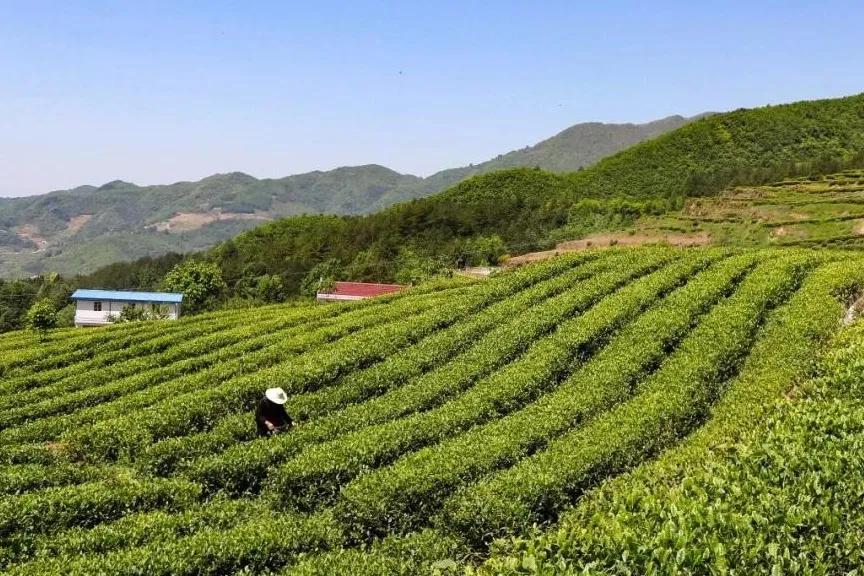 紫阳富硒茶招牌