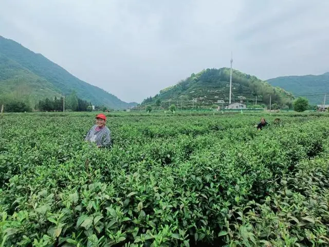 石台富硒茶公司