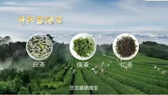 遵义开阳富硒茶