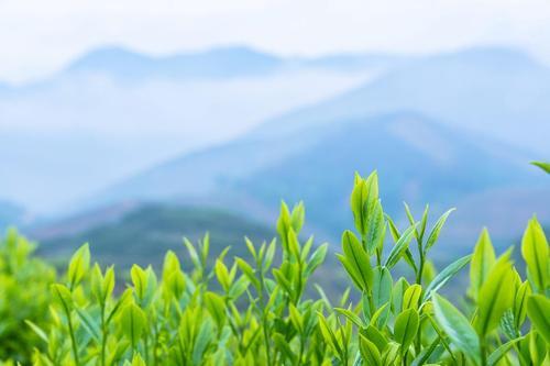 西安特产富硒茶