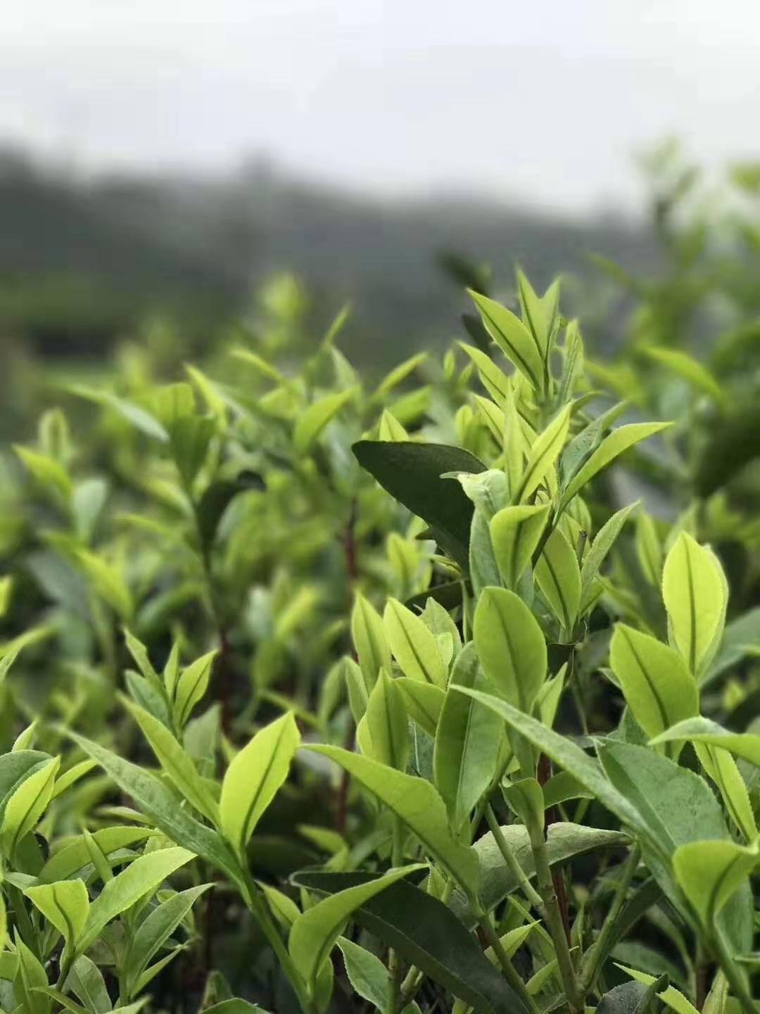 西安特产富硒茶