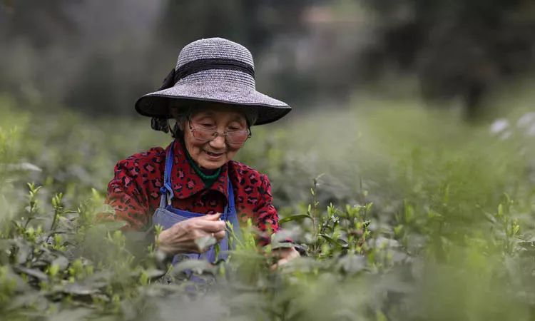 恩施富硒茶属于