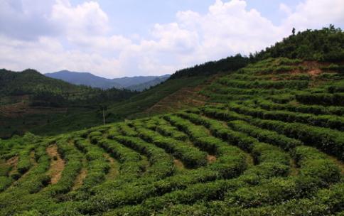 富硒茶产地湖北