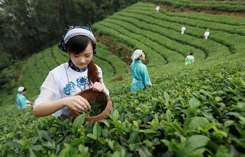 富硒茶产地湖北