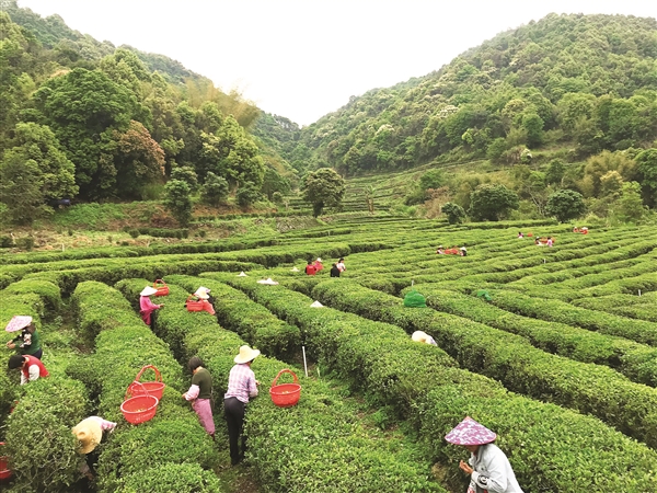 安康富硒茶设计