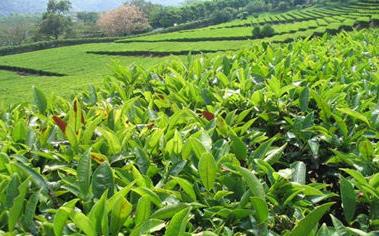 开阳富硒茶口感