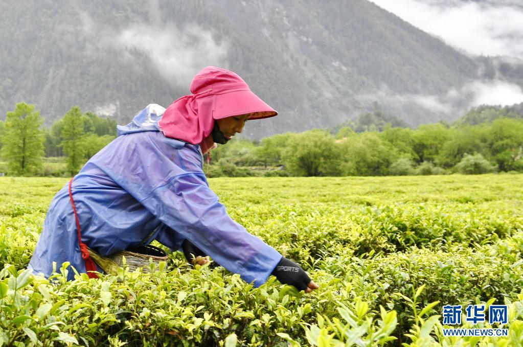 富硒贡茶 清雅