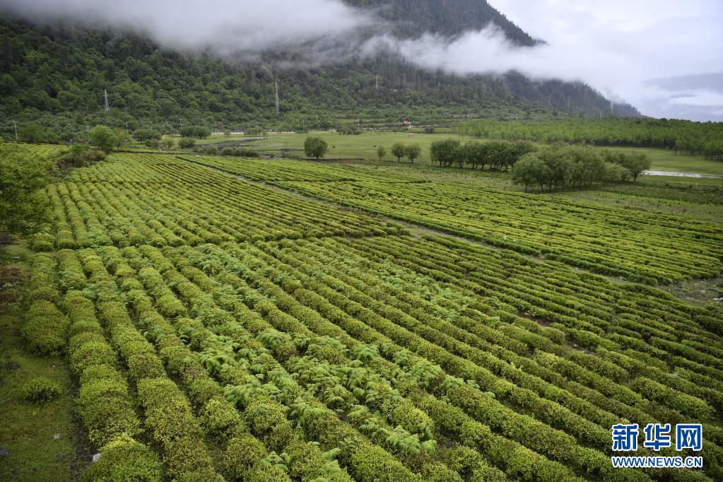 富硒贡茶 清雅