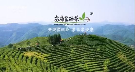 贵州紫阳富硒茶