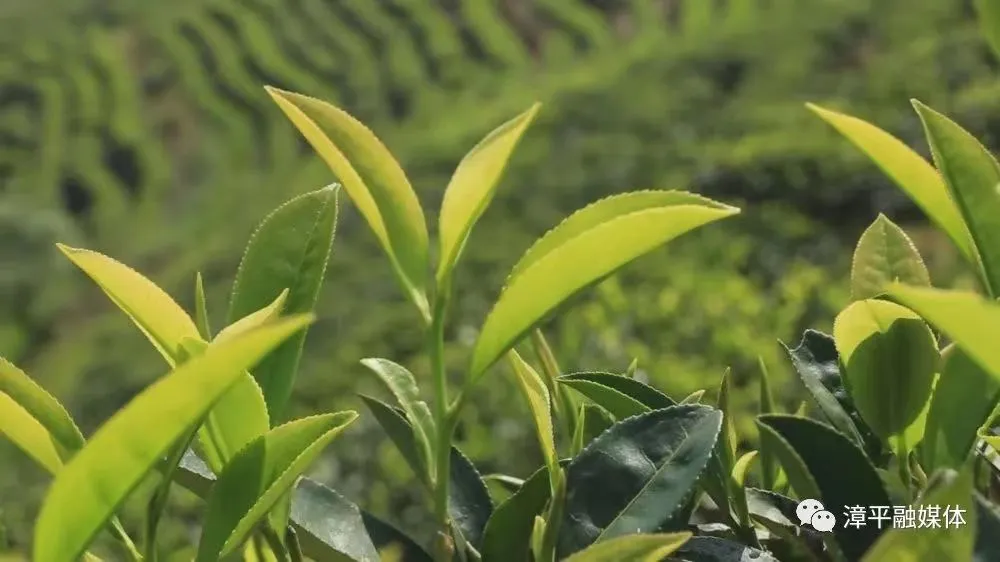 长寿富硒毛峰茶