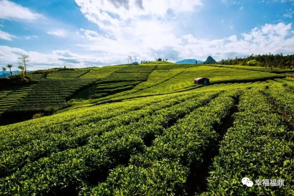 长寿富硒毛峰茶