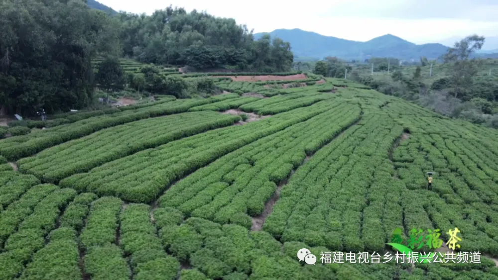 长寿富硒毛峰茶