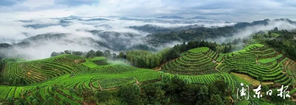 长寿富硒毛峰茶