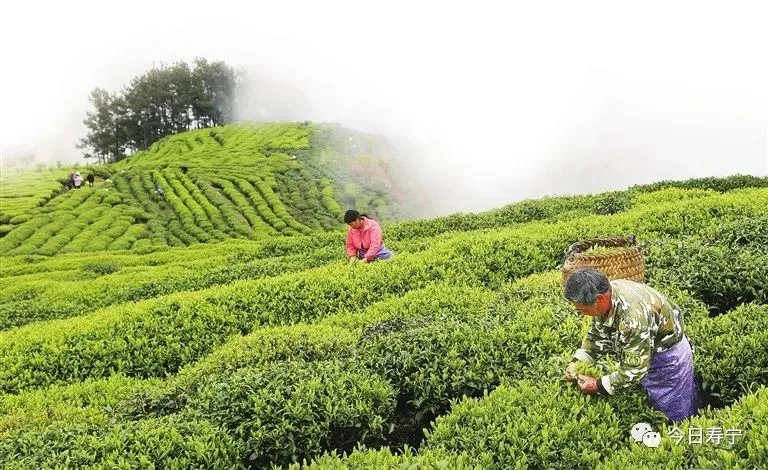 长寿富硒毛峰茶