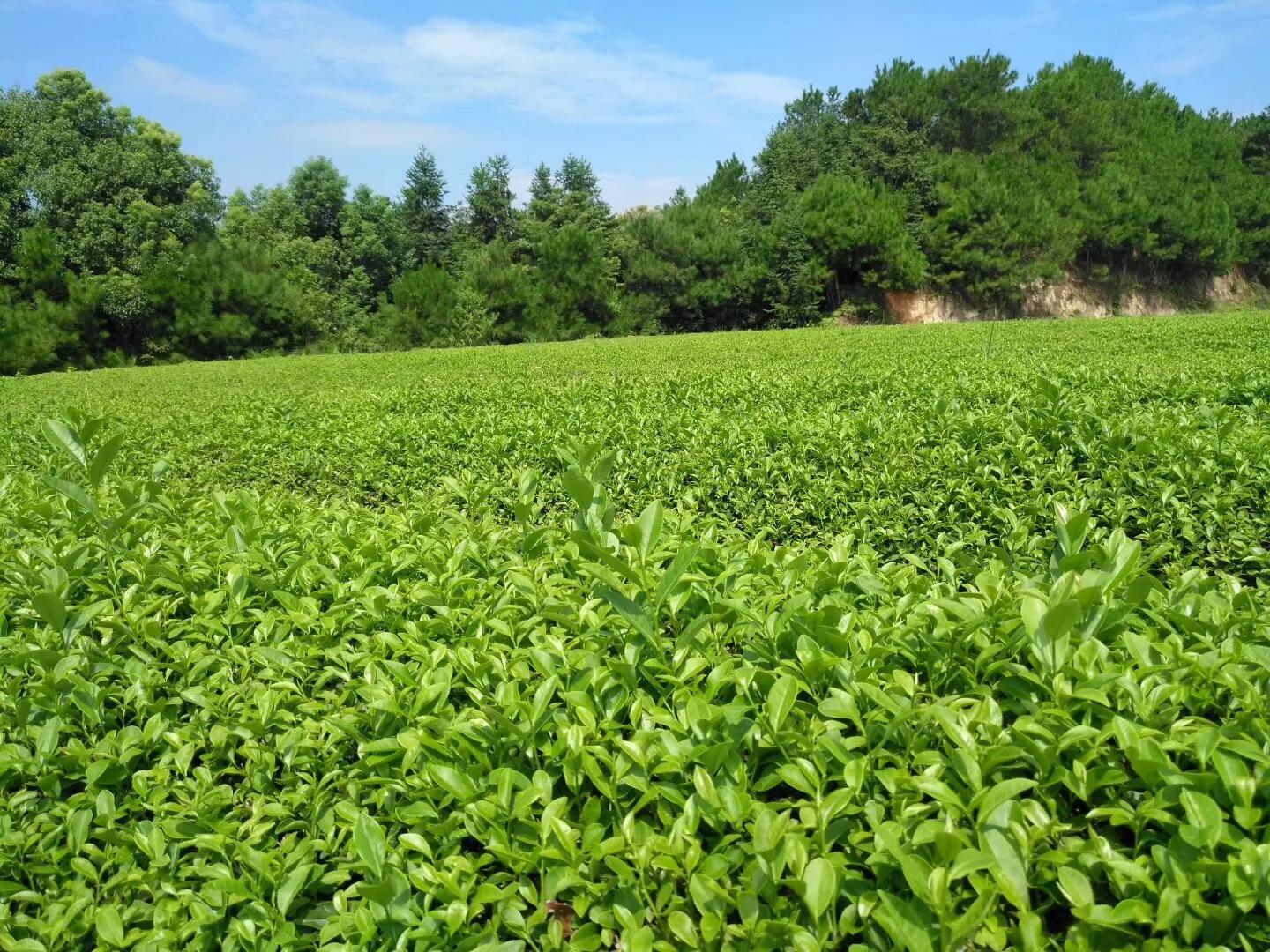 富硒黄金茶价格